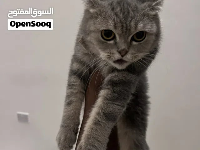 لل تبني قطه Scottish Fold