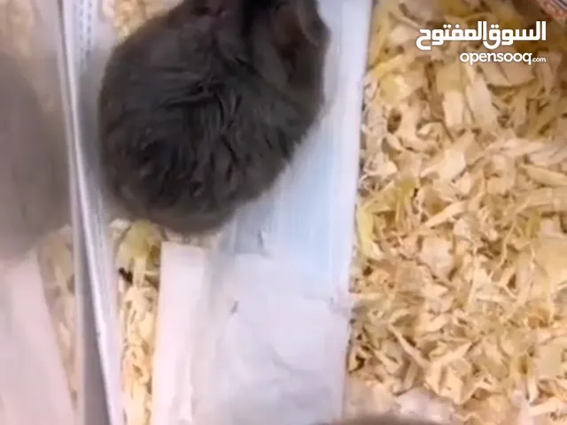 همستر الحجم الصغير