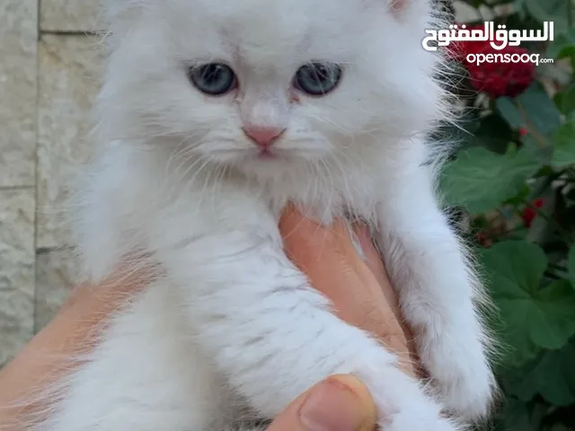 قطة شيرازي انثى