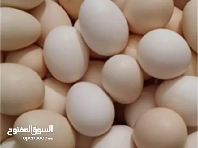 متاح بيض دجاج بلدي  نخب نسبة امخصب تقريبن  80/100   بسعر حرق 4 ليرات الطبق