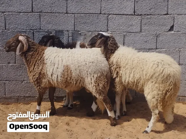 زوز افطايم و خروف يضحو ربي يبارك مكان تاجوراء