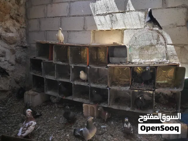 حمام مشكل للبيع