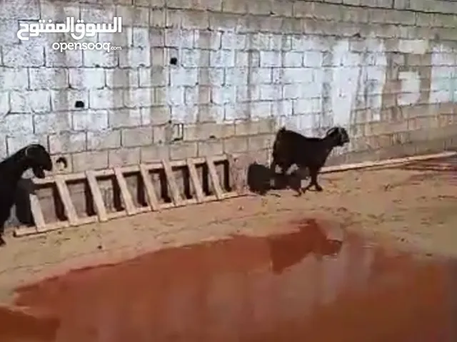 عنزين للبيع