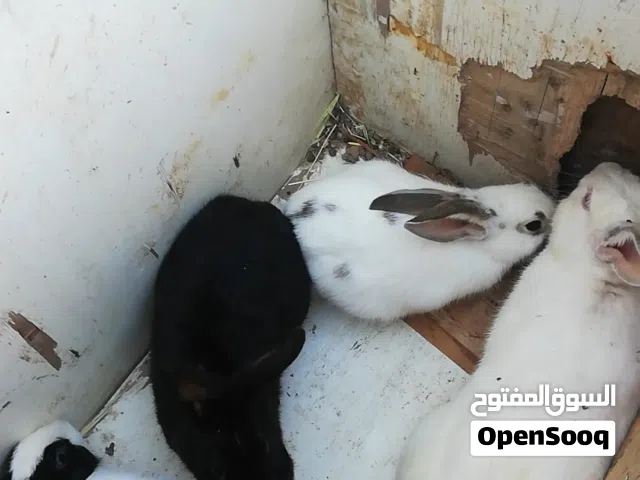 جوزين للبيع  الجوز ب18د