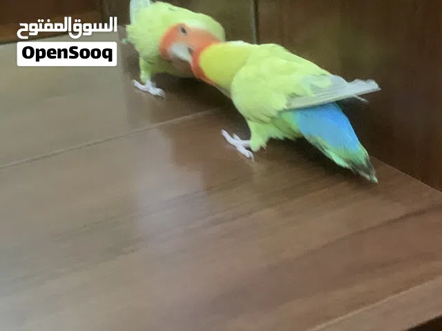 بركديلو للبيع