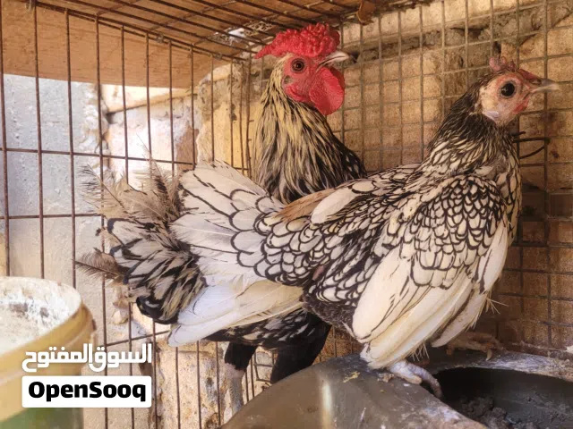 فروج و دجاجه سبرايت تدحي