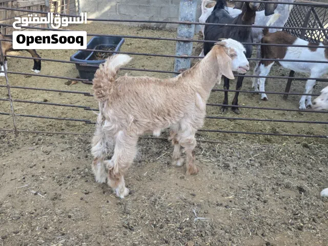 تيس وصخله تؤم