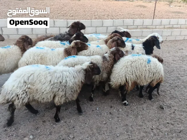 قراقير / عبر للبيع