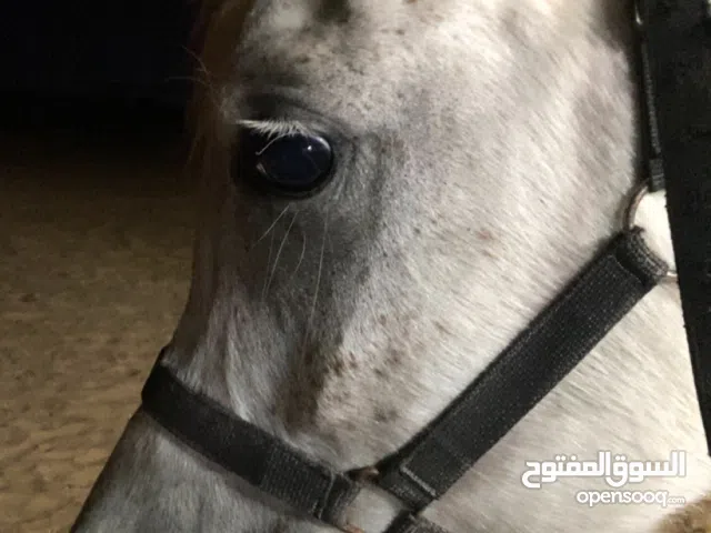 خيال عربيه أصيله فرس جمال