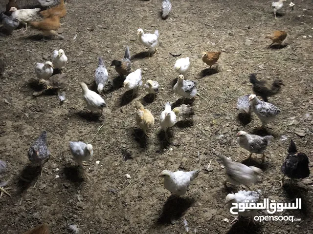 للبيع  دجاج عماني فرنسي  وسمان