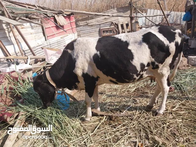 هايشه لبيع سعر ثنين وربع