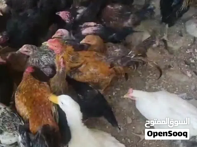 جاج بلدي للبيع