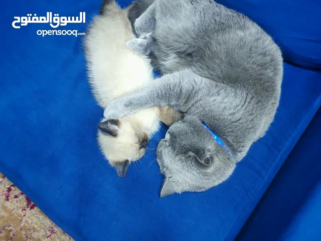 شورت هير ذكر وانثى
