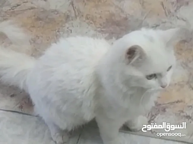 قطه لعوبه وحلوه