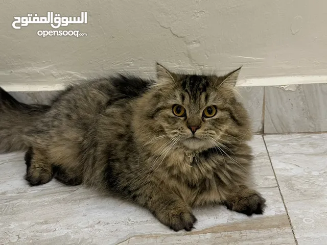 قطط للتبني وليس للبيع