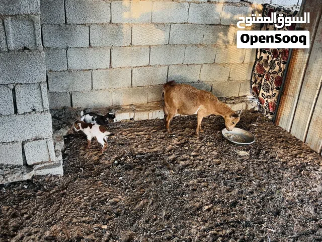 ماعز كردية تحتها زوز جديان اللهم بارك مكان طرابلس عين زاره