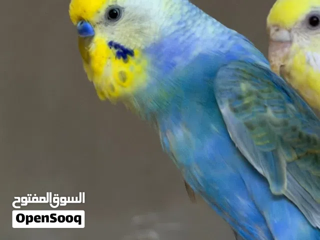 توفر يم محلات دبي طيور رينبو بألوان مميزه وحلوه والطيور كبار وجاهزات للتبزير متوفر كميه خير من الله