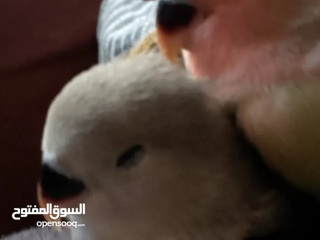 عصافير روز