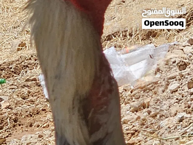 تشكيلة طيور نخب أول للبيع (براهمي، ألماني، بوطاني) - العدد 9 حبات