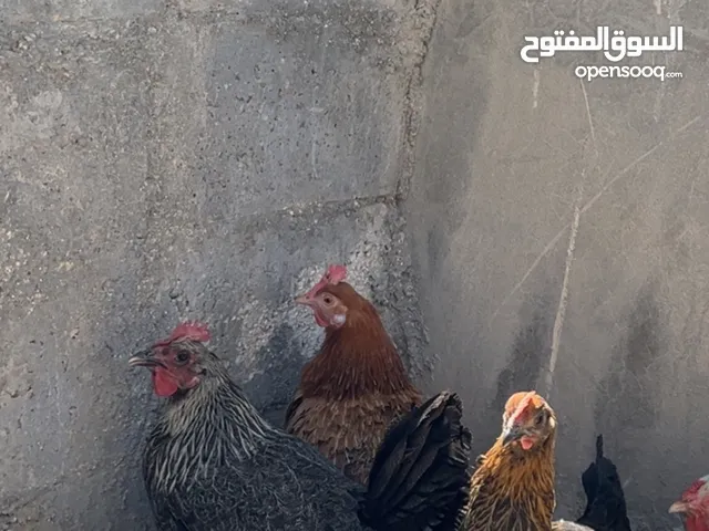 دجاج بلدي للبيع