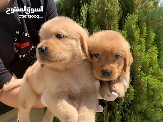Golden retriever puppies male and female