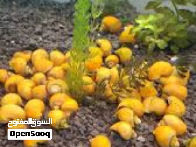 حلزون تفاح منظف الحوض
