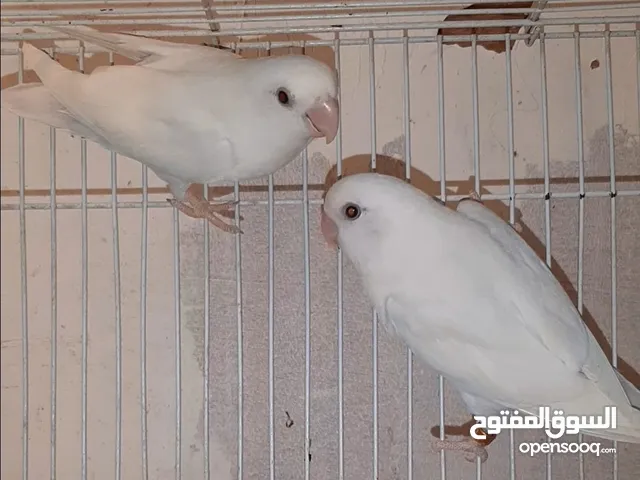 Fisher and lovebirds breeding pair