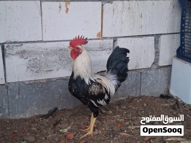 ديج شوكي عمر 5 اشهر