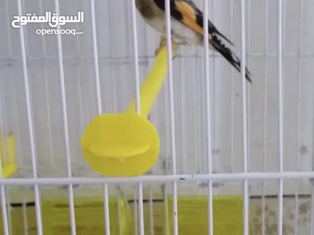 حسون سوري أنثى