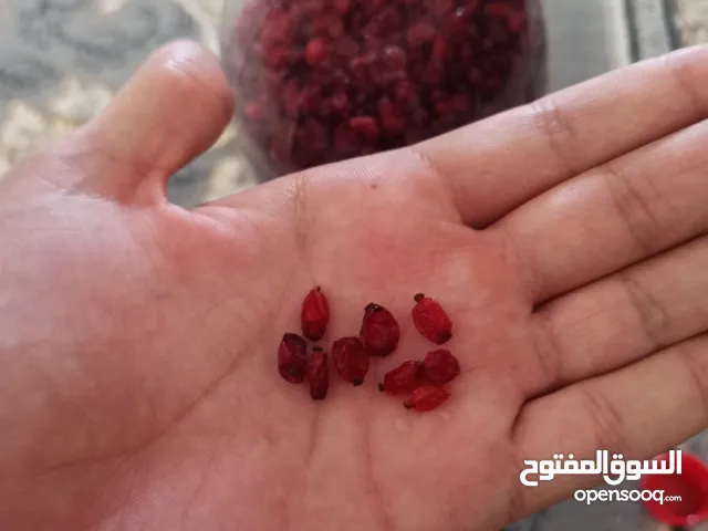 البرباريس الإيرانية المستوردة