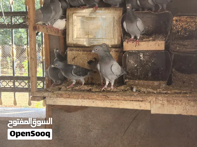 جواز زواجل للبيع