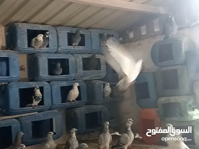 متاح حمام بلدي وأنواع زواجل العدد 75جوز