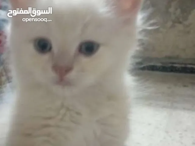 قطط للبيع هملايا بيورى