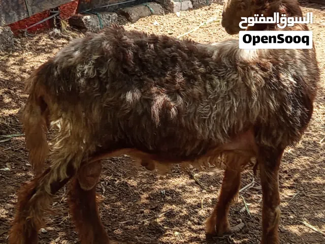 كبش وتيس للبيع