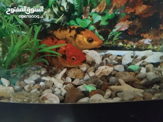 سمك زينه للبيع