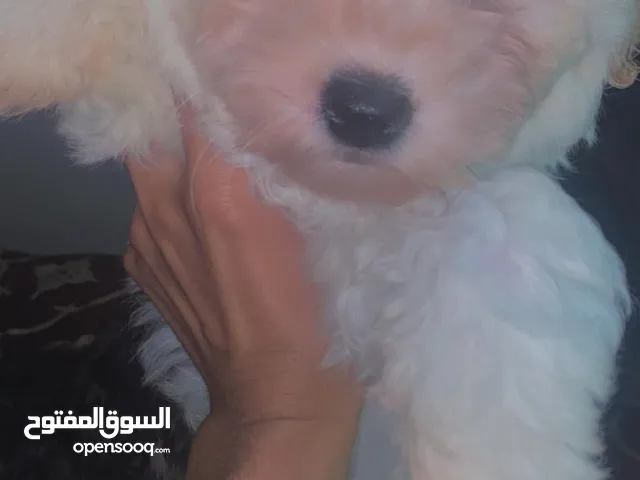 كلاب للبيع