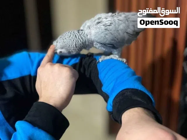 كاسكو كلام مفتوح للبيع بسعر مغري
