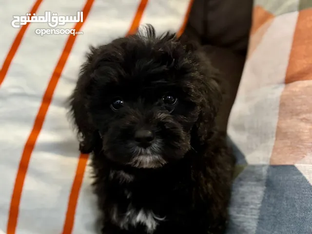Maltese x shih tzu