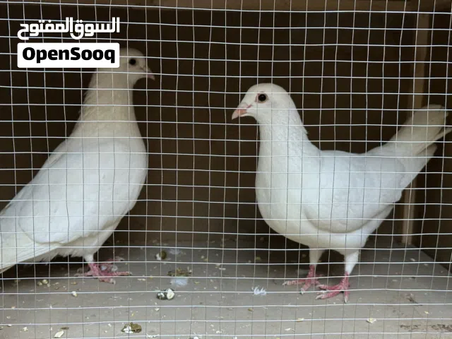 فحول حمام فرنسي بيور جامبو