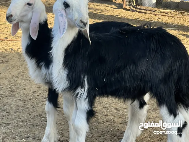كبشان نجديات للبيع