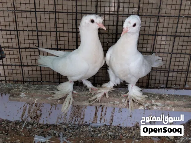 جوز مخليف عداد شوشه وغره وسروال وفحل زاجل