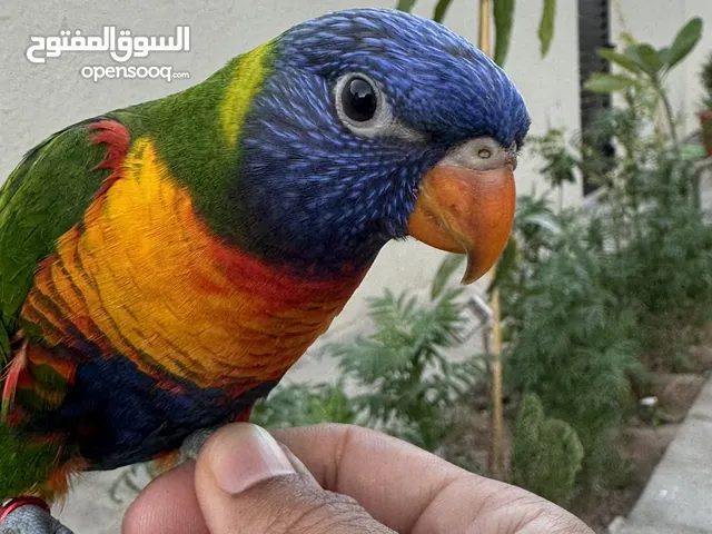 ببغاء لوري (قوس قزح) للبيع