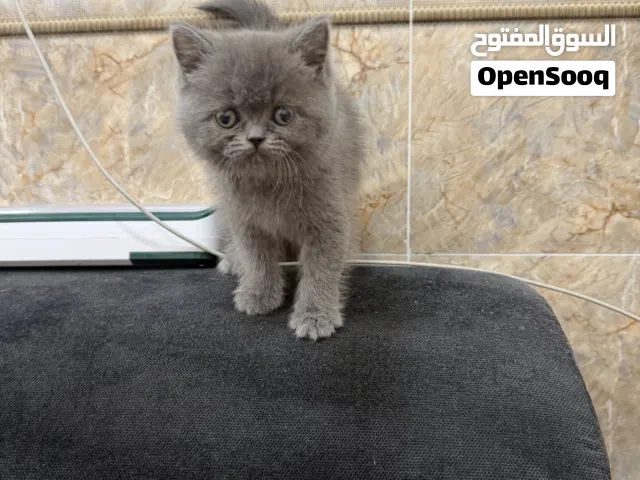 قطه بريطاني