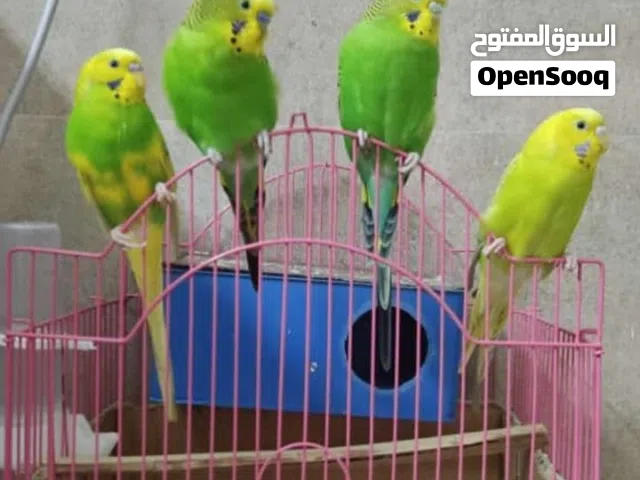 4 عصافير بادجي الليفين جدا مع القفص