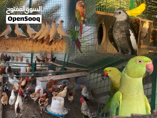 بيع اناث دره ودجاج منتجات ذكر وايت فيس زوج كنيور وحمام زينه كل شي بالوصف مع الأسعار