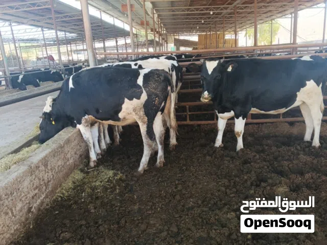 مطلوب طبيب بيطري او مهندس انتاج حيواني