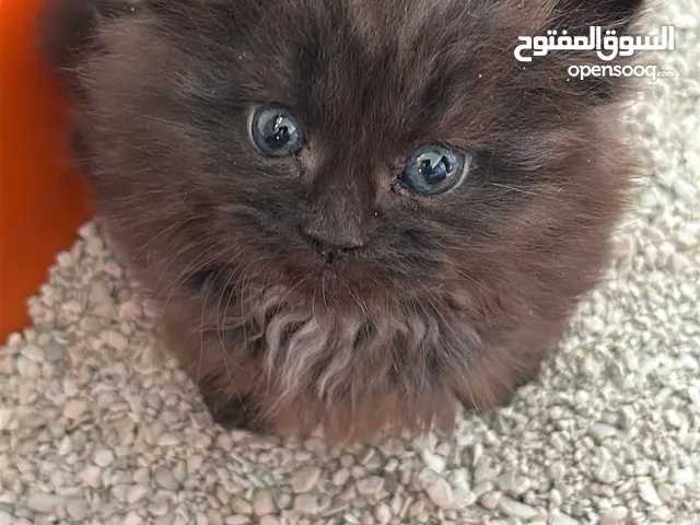 mainecoon ذكر