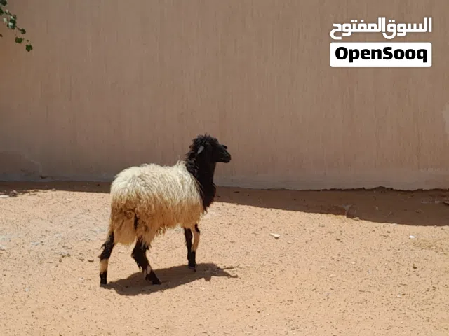 فطيمه وطنيه الله يبارك عمرها ف6شهور ونص سليمه من اي عيب بادن الله..