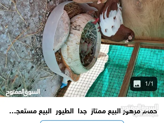 حمام مزهور شرط منتج