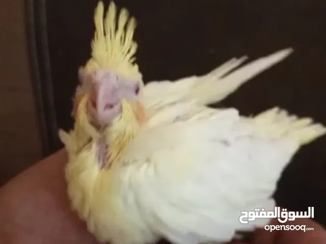 جوز كوكتيل البينو للبيع